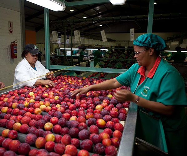 Migrant fruit pickers in Calabria, southern Italy