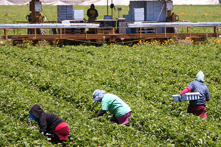 Migrant fruit pickers in Calabria, southern Italy